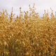 A field of oats